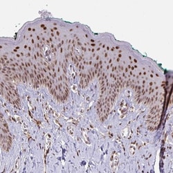 KLF2 Antibody, Novus Biologicals:Antibodies:Primary Antibodies